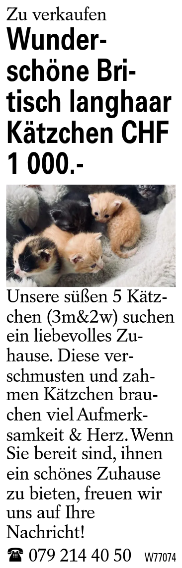 Wunderschöne Britisch langhaar Kätzchen CHF 1 000.-