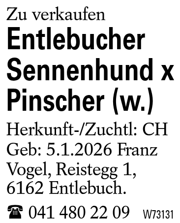 Entlebucher Sennenhund x Pinscher (w.)