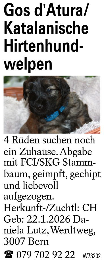 Gos d'Atura/Katalanische Hirtenhundwelpen