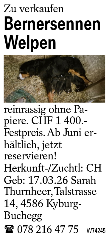Bernersennen Welpen