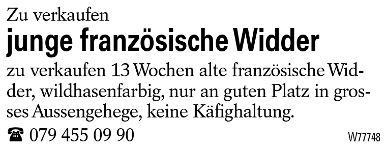 junge französische Widder