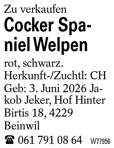 Cocker Spaniel Welpen