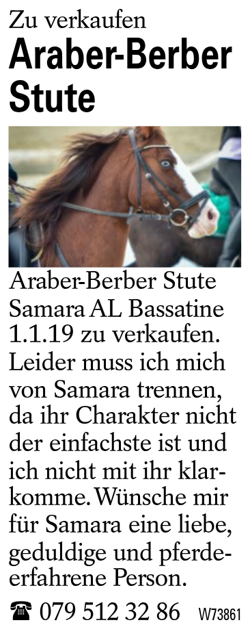 Araber-Berber Stute