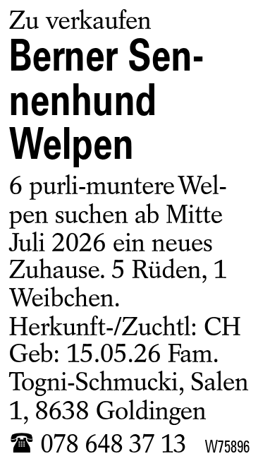 Berner Sennenhund Welpen