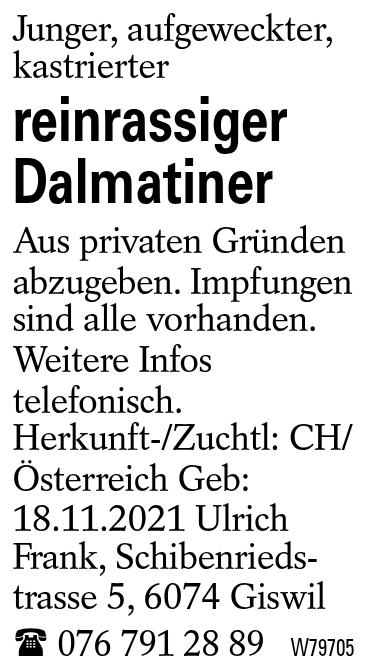 reinrassiger Dalmatiner