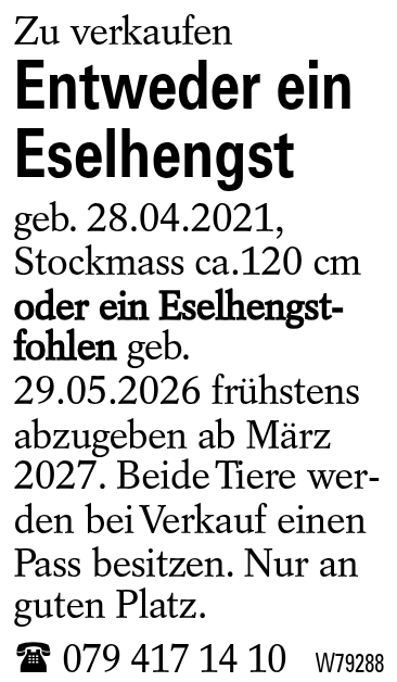 Entweder ein Eselhengst
