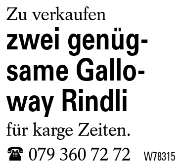 zwei genügsame Galloway Rindli