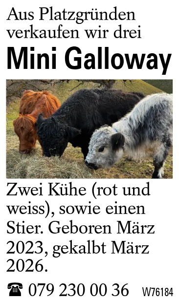 Mini Galloway