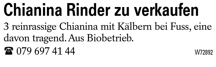 Chianina Rinder zu verkaufen
