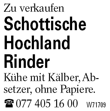Schottische Hochland Rinder