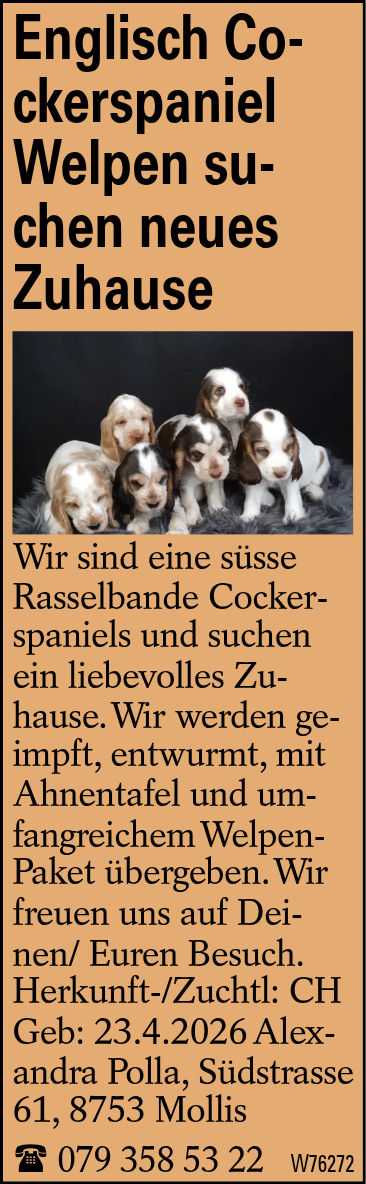 Englisch Cockerspaniel Welpen suchen neues Zuhause