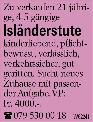 Isländerstute