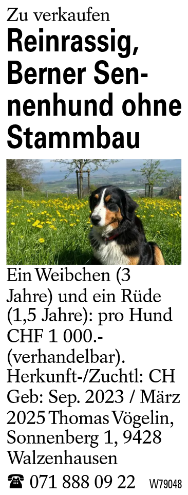 Reinrassig, Berner Sennenhund ohne Stammbau
