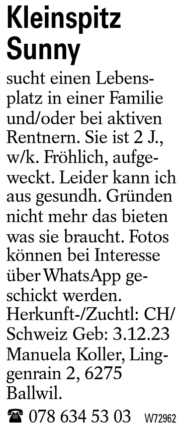 Kleinspitz Sunny
