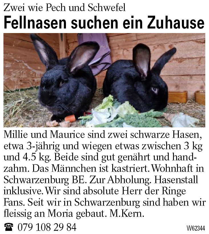 Fellnasen suchen ein Zuhause