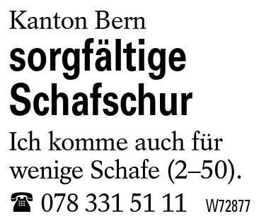 sorgfältige Schafschur