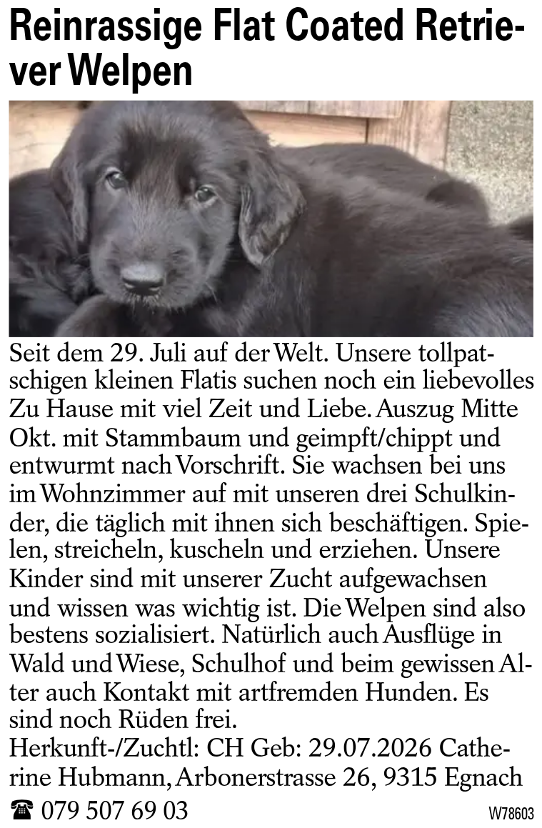 Reinrassige Flat Coated Retriever Welpen