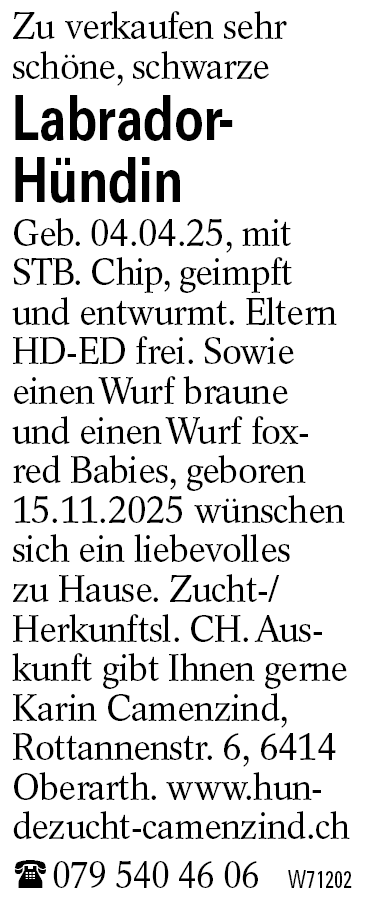Labrador-            Hündin