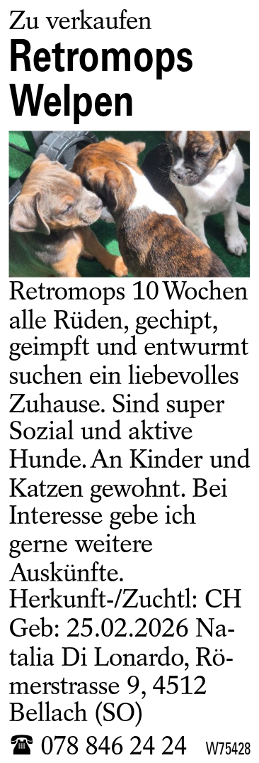 Retromops Welpen