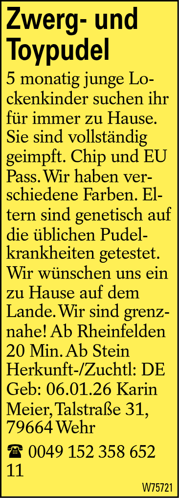 Zwerg- und Toypudel