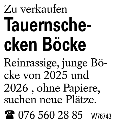 Tauernschecken Böcke