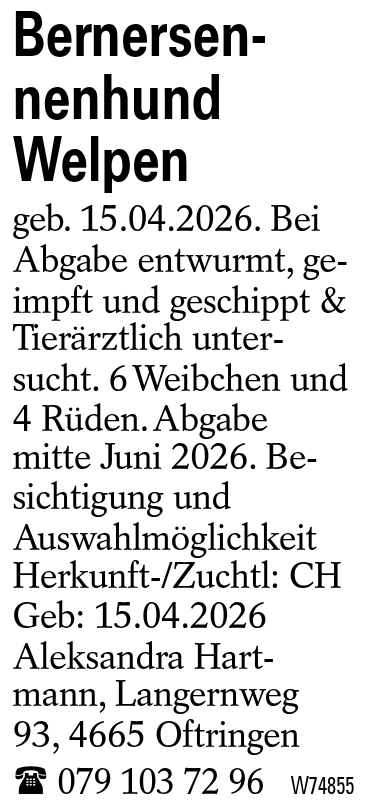 Bernersennenhund Welpen