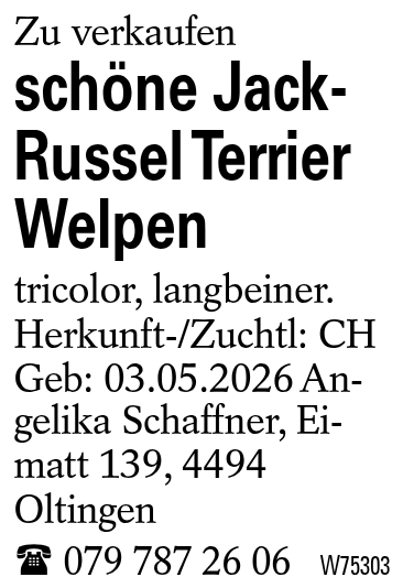 schöne Jack-Russel Terrier Welpen