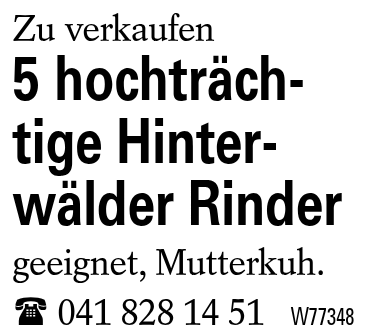 5 hochträchtige Hinterwälder Rinder
