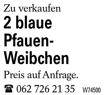 2 blaue Pfauen-Weibchen