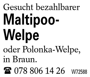 Maltipoo-Welpe