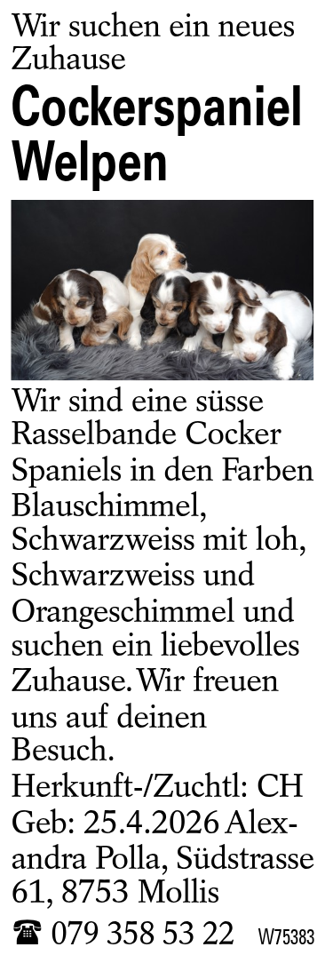 Cockerspaniel Welpen