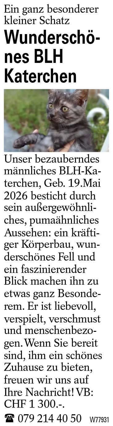Wunderschönes BLH Katerchen