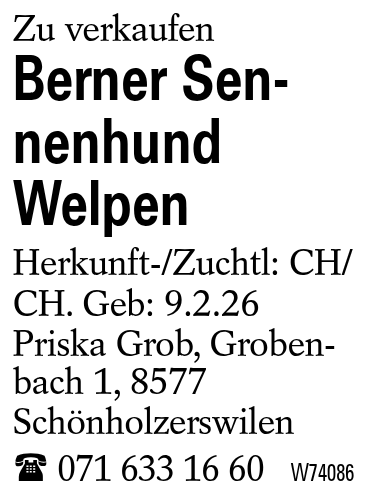 Berner Sennenhund Welpen