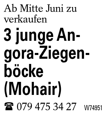 3 junge Angora-Ziegenböcke (Mohair)