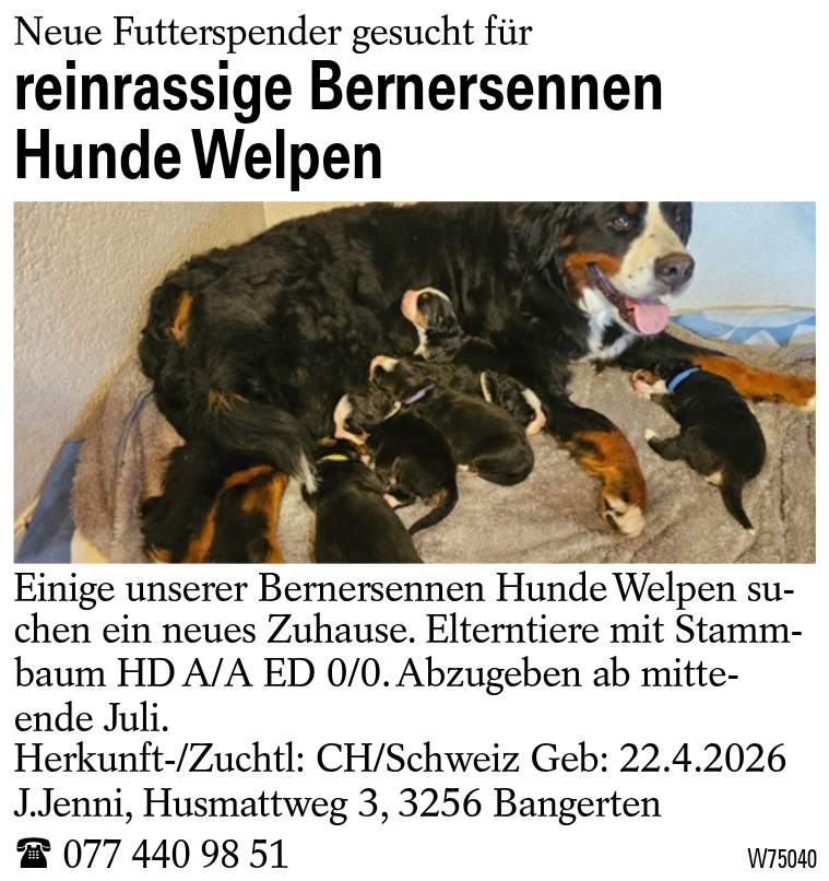 reinrassige Bernersennen Hunde Welpen