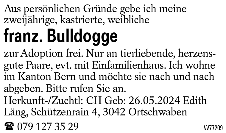 franz. Bulldogge
