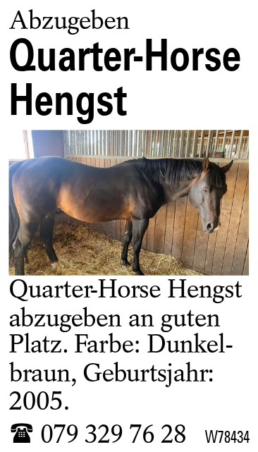 Quarter-Horse Hengst