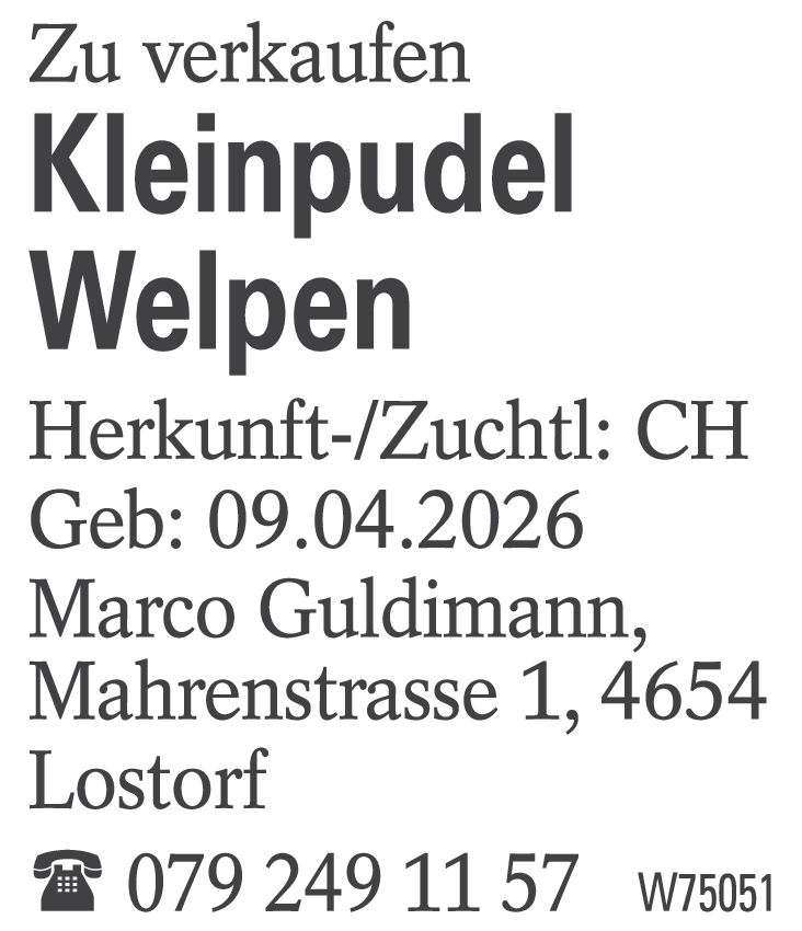 Kleinpudel Welpen