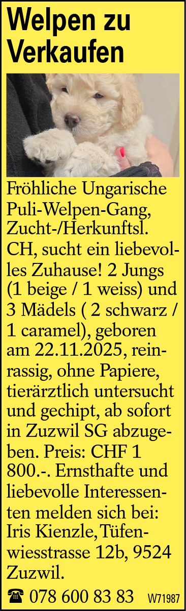 Welpen zu Verkaufen