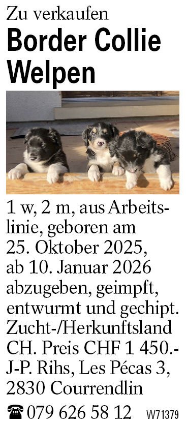 Border Collie Welpen