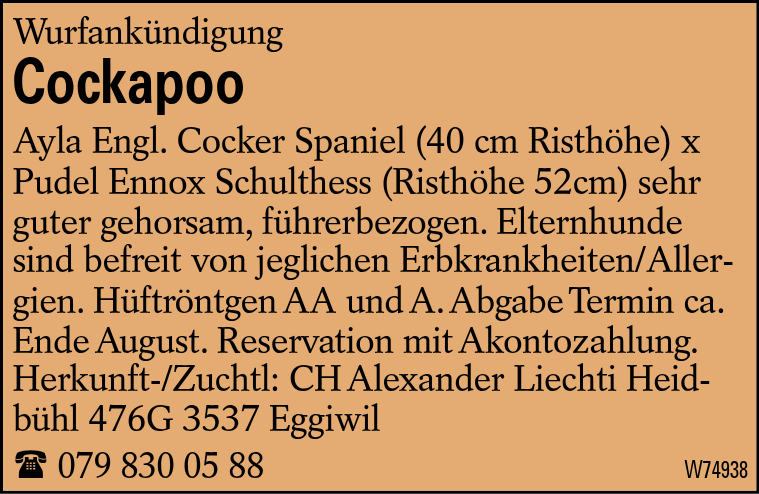 Cockapoo