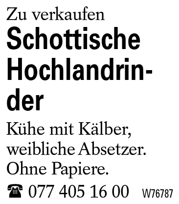 Schottische Hochlandrinder