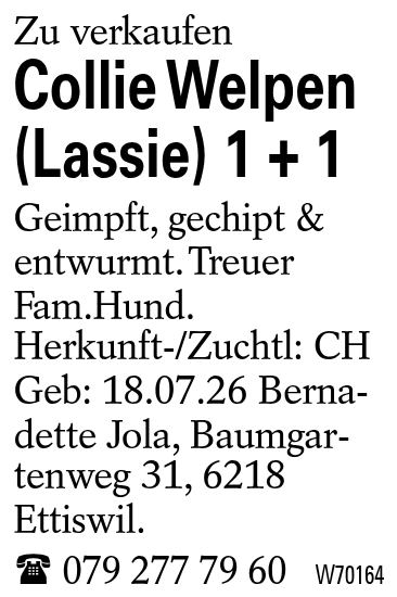 Collie Welpen (Lassie) 1 + 1