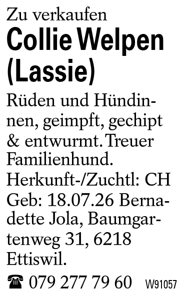 Collie Welpen (Lassie)