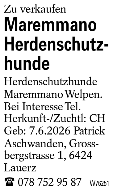 Maremmano Herdenschutzhunde