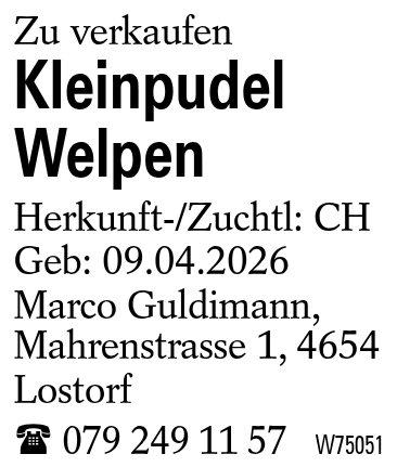 Kleinpudel Welpen