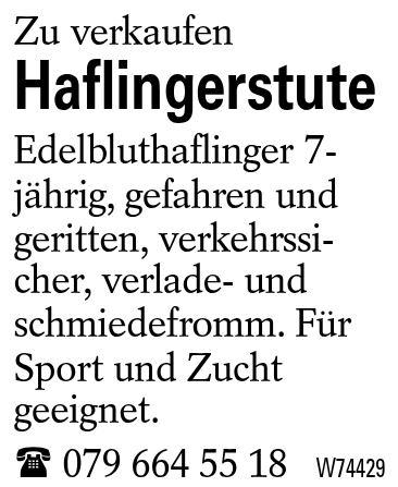 Haflingerstute