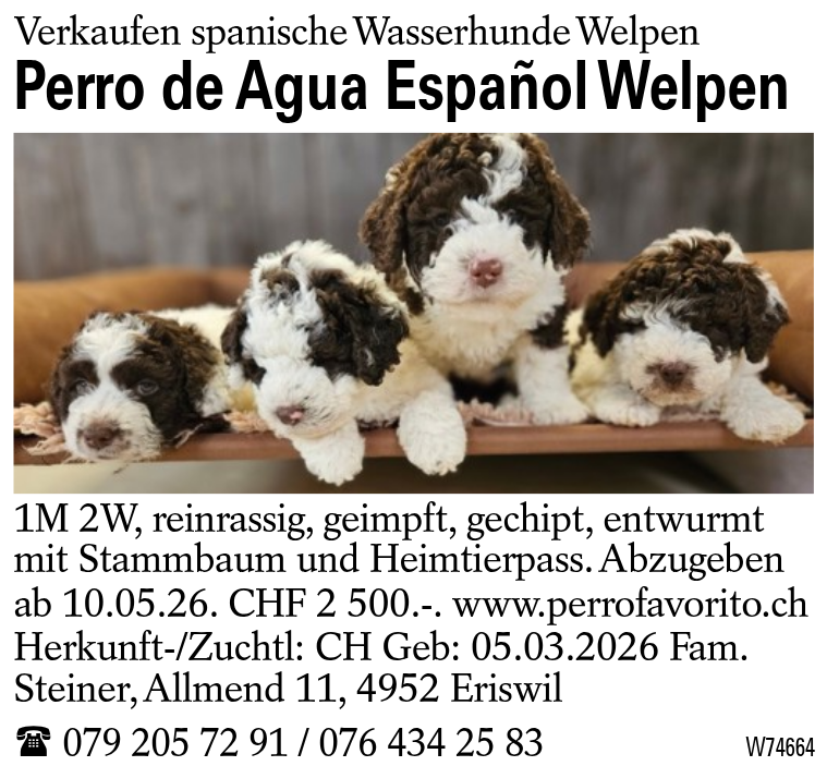 Perro de Agua Español Welpen