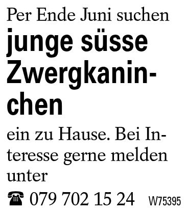 junge süsse Zwergkaninchen