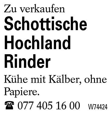 Schottische Hochland Rinder